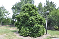Magnolia stellata 'Centennial' — photo 2